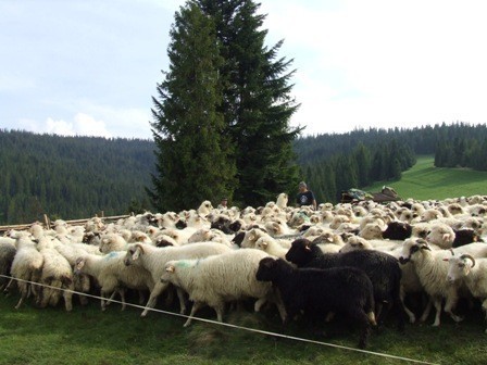 Bacówka Kazimierza Furczonia w Łapszach Wyżnych