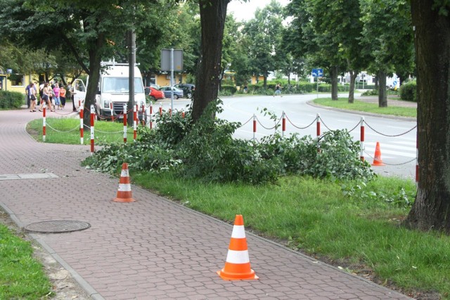 Na Wojska Polskiego przycinają lipy, czytelnik zaniepokojony