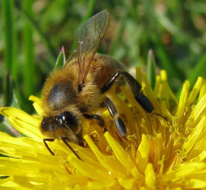 Muzeum Zamkowe w Kwidzynie: Fenomenalny świat pszczół zamknięty w gablocie. KONKURS