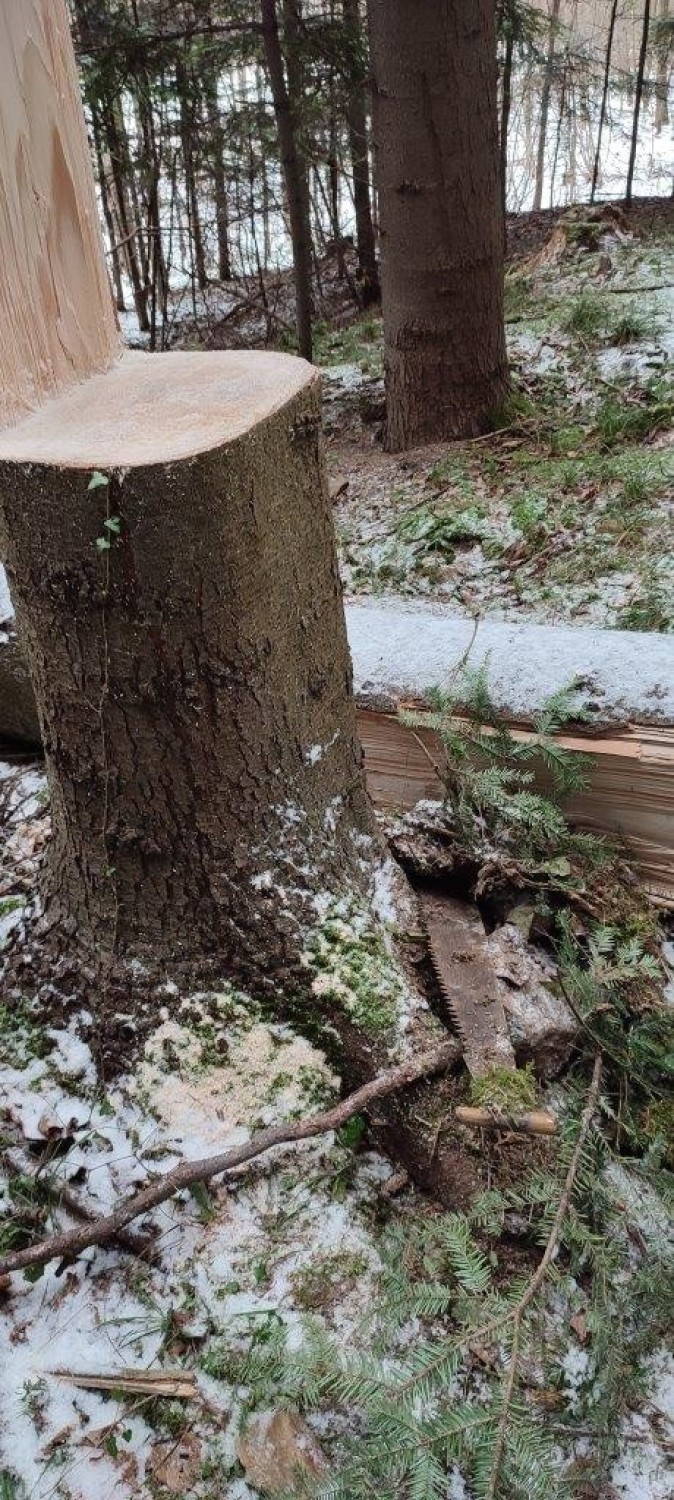 Złodzieje wycinają drzewa z lasu. Niektóre próby kradzieży mogą skończyć się tragedią [ZDJĘCIA]