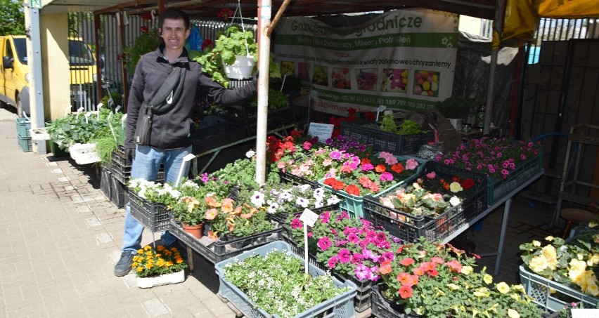 Na chełmskim bazarze królują kwiaty balkonowe i rozsady warzyw. Jest w czym wybierać. Zobacz zdjęcia