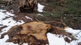 Wycinka drzew w Rudach: mieszkańców niepokoi wycinka drzew w parku krajobrazowym