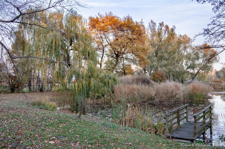 Pleszew. Kompleks Leśny "Planty" jesienią zachwyca. Idealne...