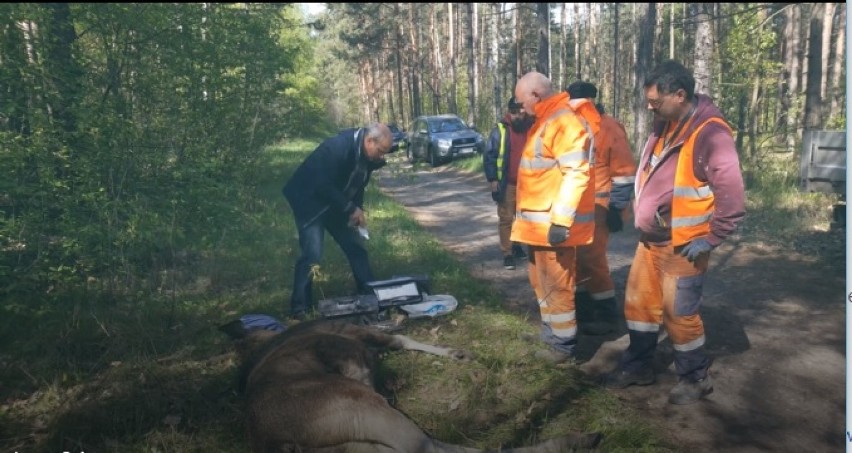 Łoś na DK 94 w Sosnowcu. Zwierzę zatarasowało drogę krajową i spowodowało korki [ZDJĘCIA]