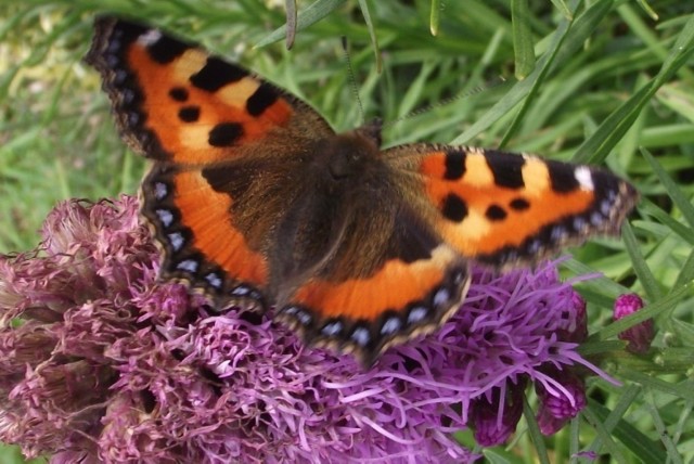 Motyl posiada odwłok, tułowie i głowę. W końcowej części odwłoku samicy, znajduje się pokładełko służące do składania jaj.

