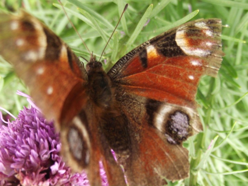 Motyl posiada odwłok, tułowie i głowę. W końcowej części...