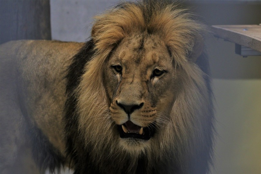 Do zoo w Opolu przyjechały w tym roku dwa lwy i tygrys....
