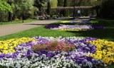 Kwiaty z Ogrodu Botanicznego w Grudziądzu do wzięcia za darmo już w  sobotę, 27 maja  