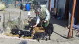 Pod Annopolem głoduje 200 psów. Co dalej ze schroniskiem? FOTO, FILM
