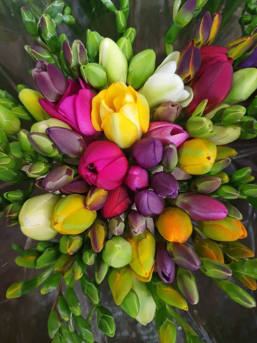 Royal Flowers. Piękne kwiaty prosto z lokalnych upraw w Gaszynie, Kadłubie i Bieńcu