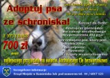 Kamieńsk: Adoptuj psa ze schroniska, zyskasz przyjaciela i 700 zł