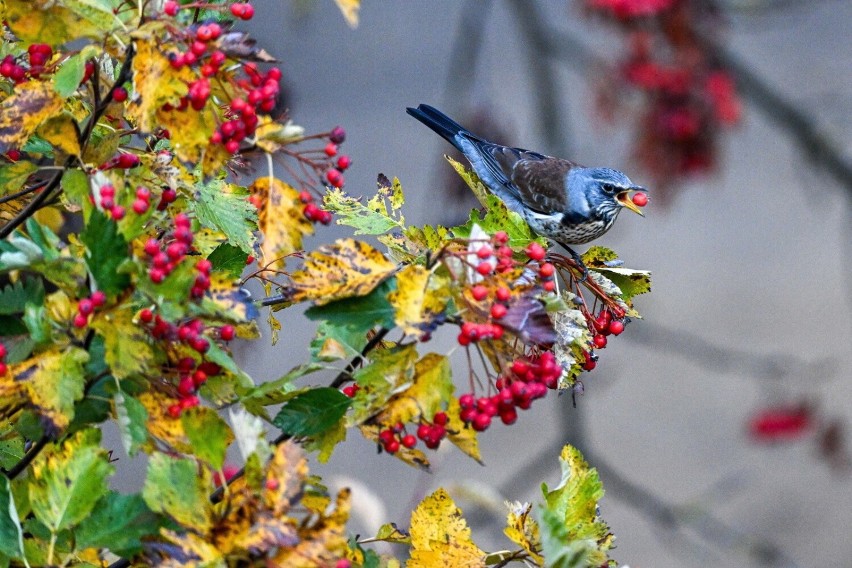 Kwiczoł (Turdus pilaris) zjadający owoce jarzębu szwedzkiego...