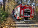 Strażacy gasili płonącą ściółkę leśną w Sztumskim Polu