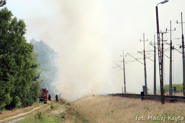 Pożar trawy w Pile spowodowały niesprawne hamulce w pociągu