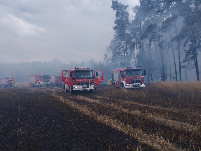 Akcja związana z gaszeniem pożaru w gminie Pęczniew była największą tegoroczną w powiecie poddębickim