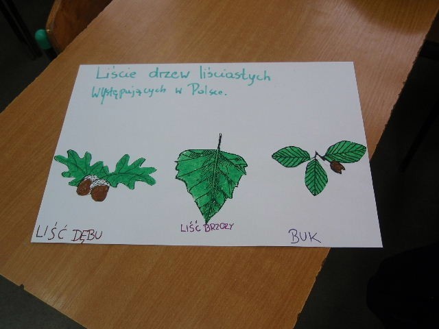 Poznawanie liści i gatunków drzew