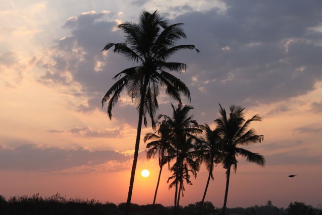 Wsch&oacute;d słońca na Goa.Fot.B.Figurniak