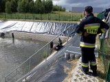Kowale. Pracownicy firmy i strażacy ratowali kaczuszki, które wpadły do basenu p.pożarowego