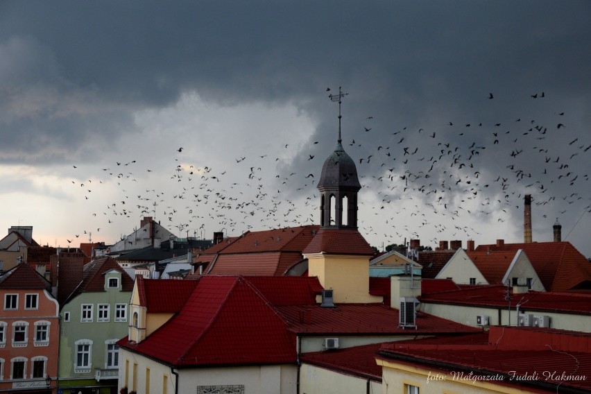 Armagedon nad Żarami! Pamiętacie gwałtowną burzę sprzed kilku lat i czarne ptaki szybujące nad miastem?! 