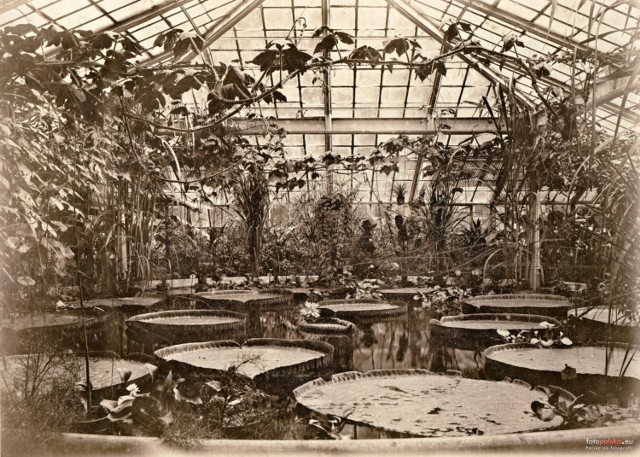 Ogród Botaniczny za Niemca. Wrocław przed II wojną światową