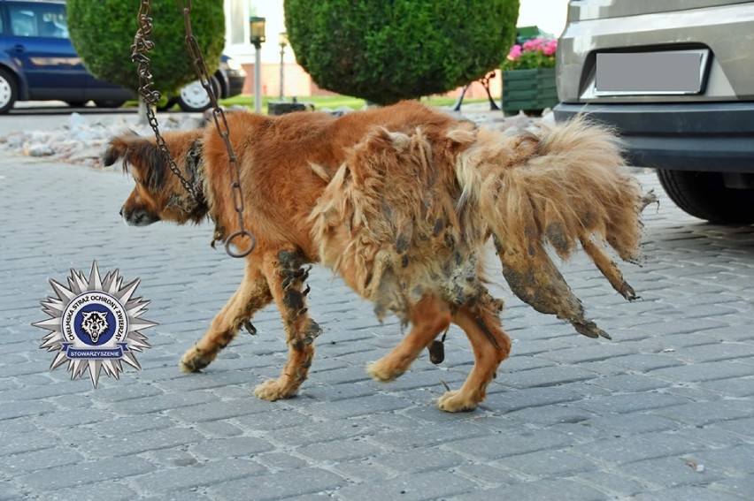 Żółkiewka. Pies był przywiązany do wozu z wrośniętym w szyję łańcuchem (ZDJĘCIA)