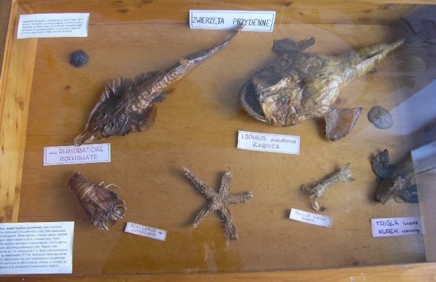 Muzeum flory i fauny morskiej w jaworzu