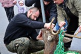 Ranny jeleń zabrany z osiedla Zachód w Stargardzie [ZDJĘCIA, WIDEO]