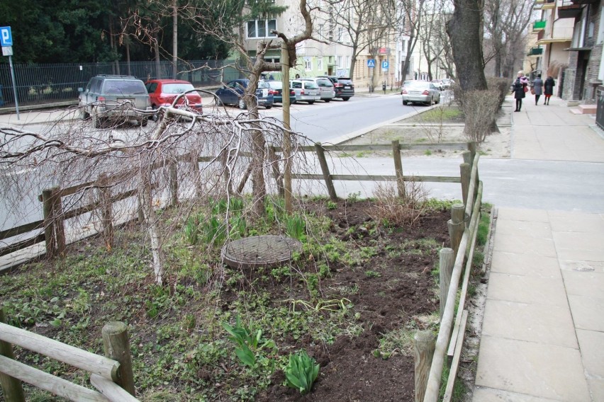 Ul. Ogrodowa. Ma tu powstać naturalistyczna rabata, która...