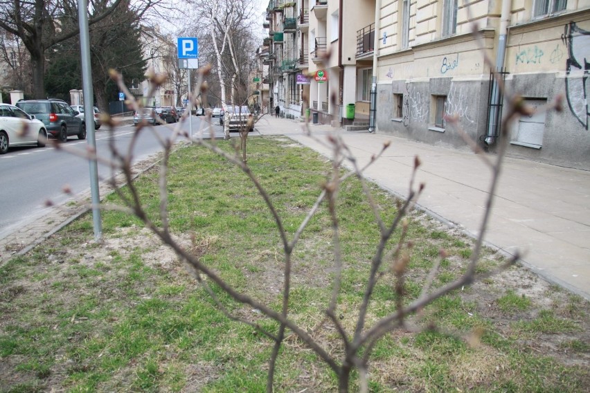 Ul. Ogrodowa. Ma tu powstać naturalistyczna rabata, która...