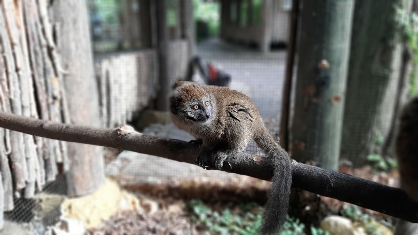 W Ogrodzie Zoologicznym w Opolu żyje zaledwie jedna para...