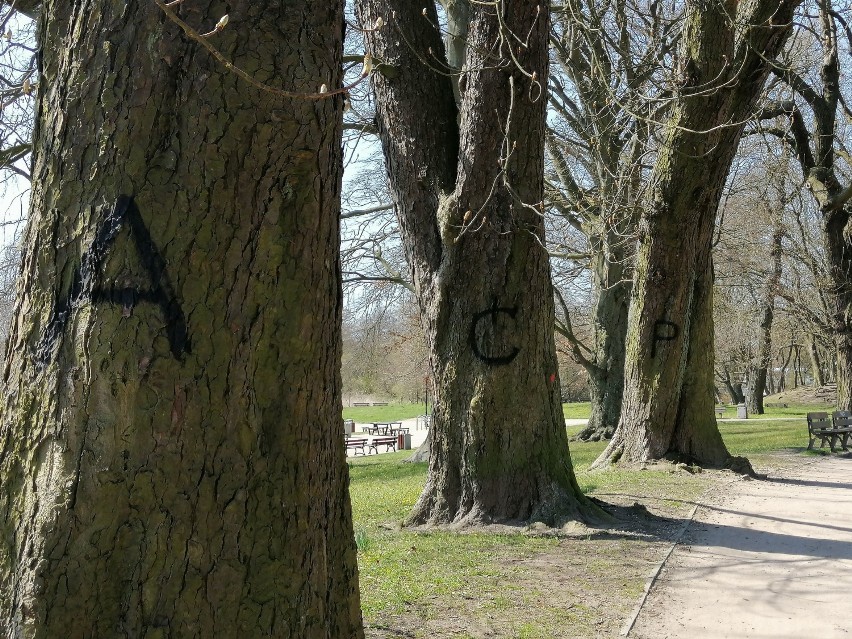 W Kołobrzegu ktoś namalował na drzewach w zabytkowym parku antypisowskie hasło