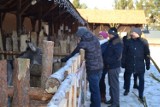 Żywa szopka bożonarodzeniowa zagościła w Wieleniu. Zwierzęta pochodzą z nowotomyskiego zoo. Zobacz zdjęcia