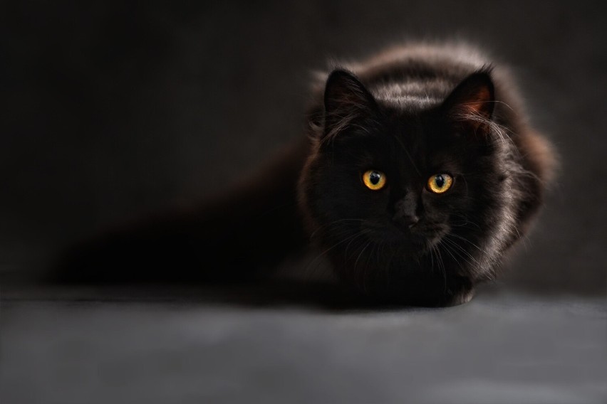 Nawet jeśli nasz kot urodził się czarny jak węgiel, to nie...