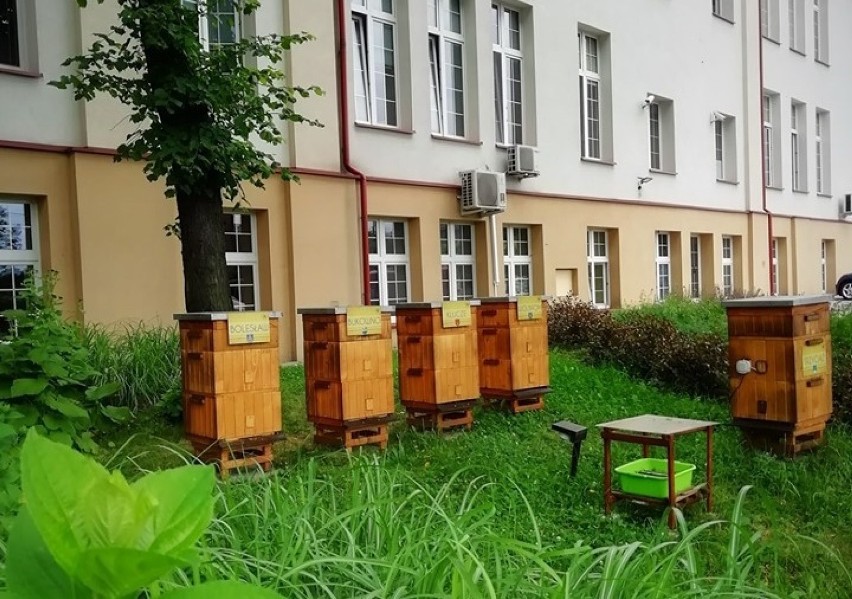 W ramach tegorocznej akcji "Zostań bartnikiem, ratuj pszczoły!" do mieszkańców powiatu olkuskiego trafi 100 uli z pszczołami.