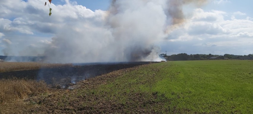 Pożar pola ze zbożem na pniu w Sulicicach - 9 sierpnia 2022 r.