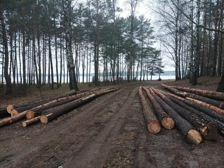 Trwa wycinka drzew przy plaży w Treście nad Zalewem Sulejowskim. W zalewie wciąż mało wody [ZDJĘCIA]