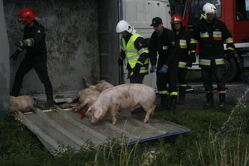 Wypadek ciężarówki ze świniami na trasie Legnica - Złotoryja (ZDJĘCIA)