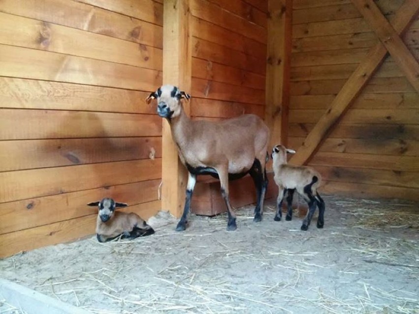 Kolejne narodziny w minizoo w Zielonej Górze! 