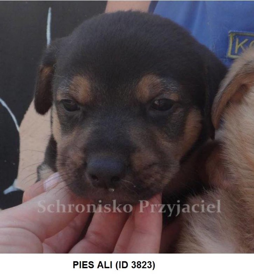 Gmina Dąbie: Bezdomne psy czekają na adopcję
