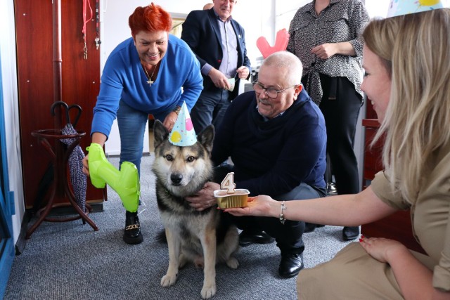 Czako świętował 4. urodziny. Zwierzak znalazł kochający dom w Urzędzie Miasta w Łęczycy