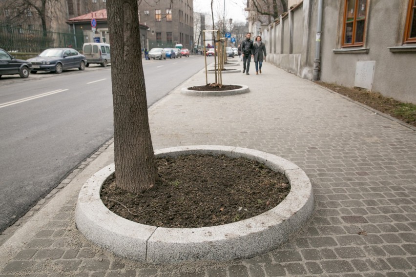 Kraków. Posadzą drzewa na 126 ulicach w centrum [ZOBACZ LISTĘ]