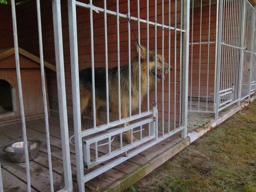 Miejskie Schronisko dla Bezdomnych Zwierząt we Wróblinie Głogowskim przyjęło psy zabrane ze schroniska w Radysach. Zwierzęta są do adopcji
