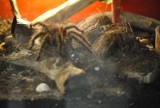 Żywe pająki i skorpiony pojawiły się w Krotoszynie! [ZDJĘCIA]