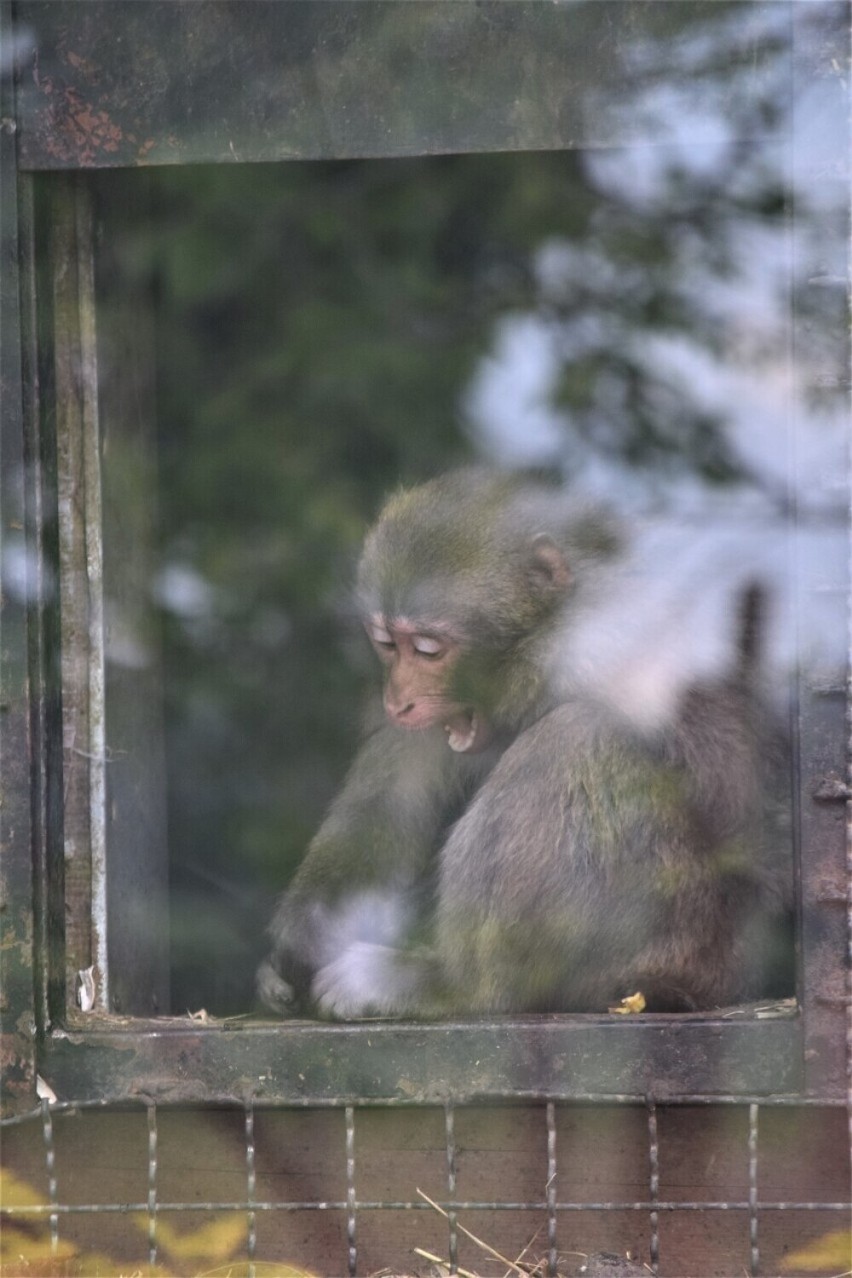 ZOO Safari Borysew pod Poddębicami świętuje w weekend urodziny. Będzie jubileuszowy koncert ZDJĘCIA