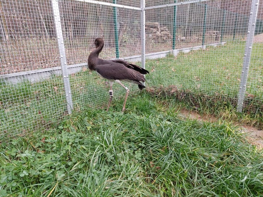 Bocian czarny uratowany dzięki rolnikowi z powiatu...