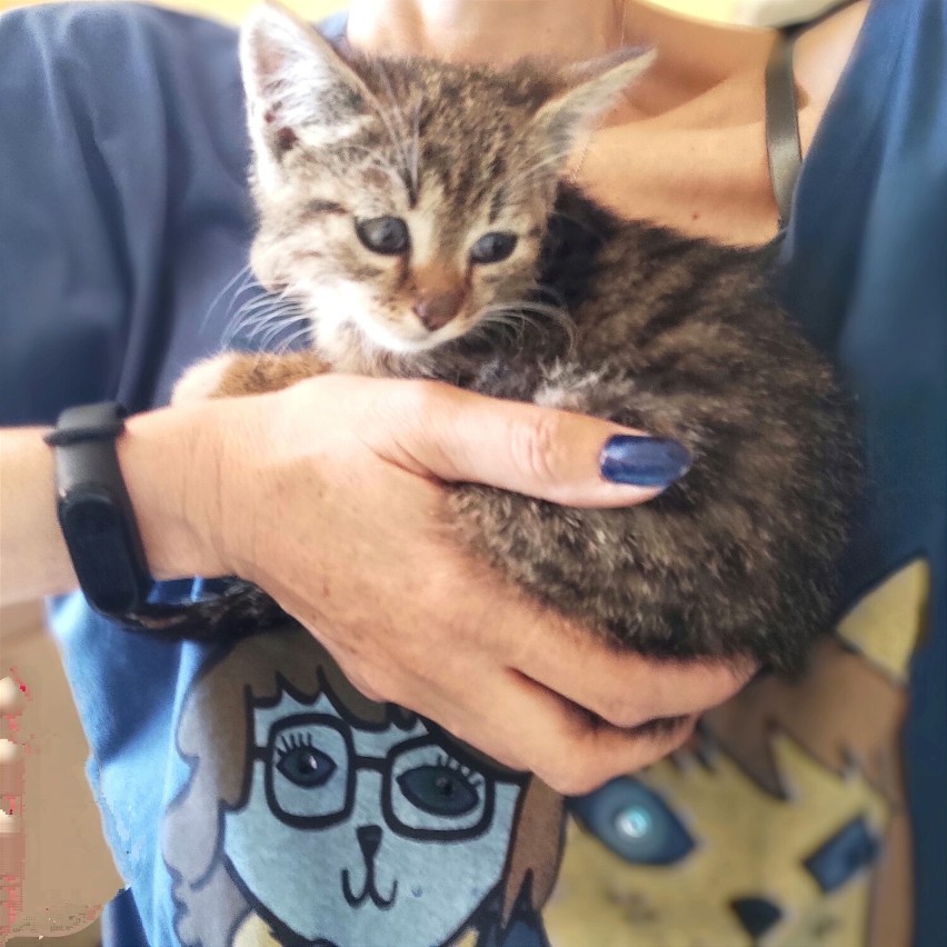 Małe kotki znalezione na terenie Cerradu w Starachowicach trafią do adopcji. Zobacz zdjęcia