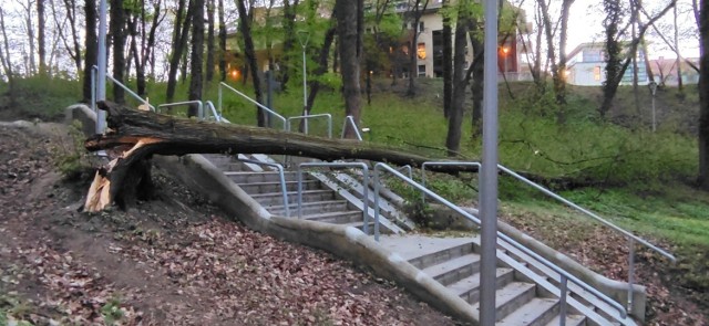 Drzewo w parku Siemiradzkiego wichura powaliła 5 maja. Od tego czasu barierki czekają na naprawę