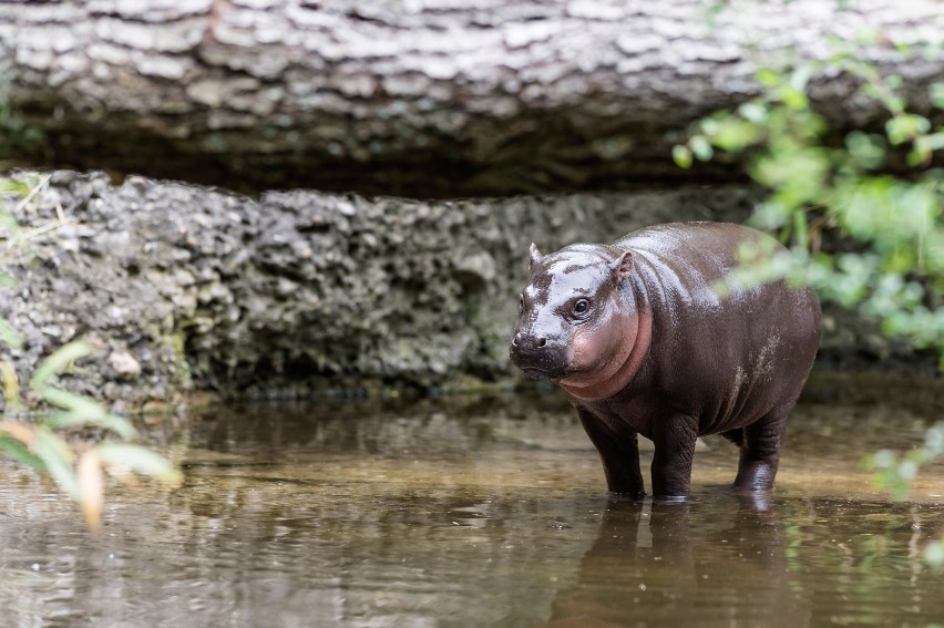 Hipopotam karłowaty już za kilka dni w Zamościu
