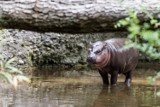 Hipopotam karłowaty już za kilka dni w Zamościu