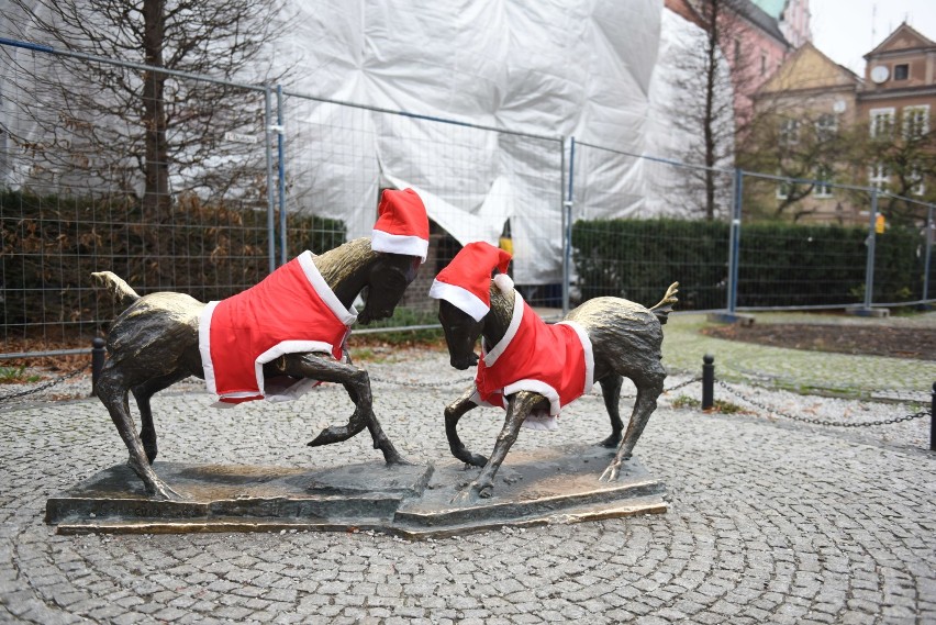 Poznańskie koziołki w świątecznych ubrankach